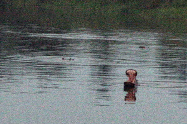 Three of the ten or so hippos we saw in Dungu River, Faradje